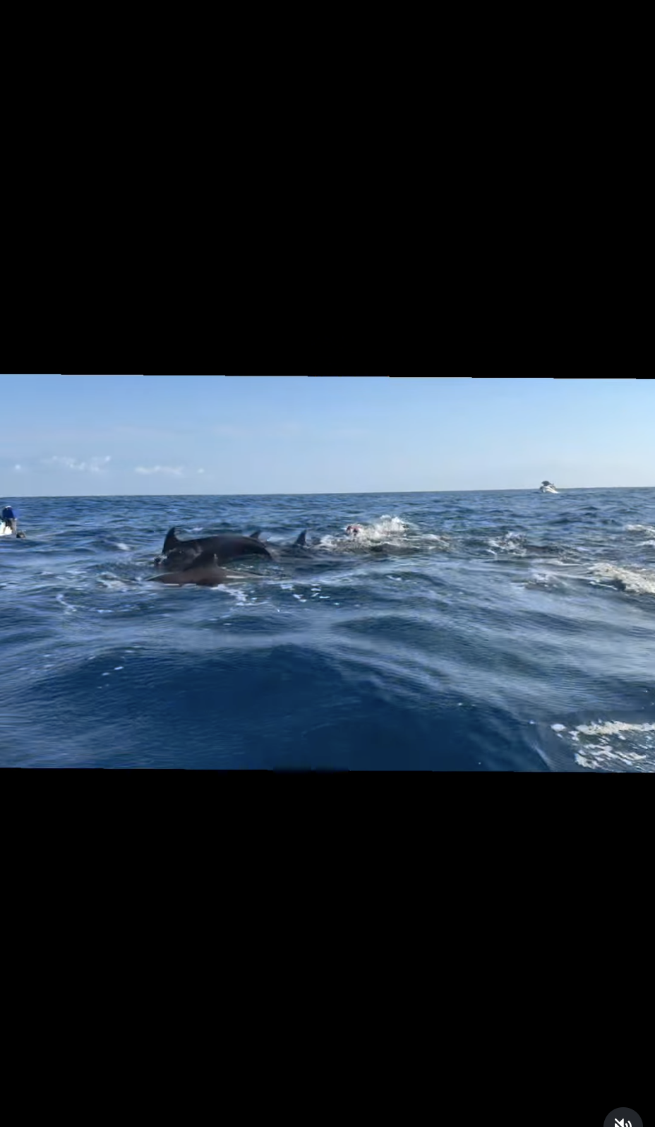 Dolphin tour
